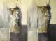 Twins - petra huber - Acryl auf Leinwand - Abstrakt - Twins - petra huber - Acryl auf Leinwand - Abstrakt -