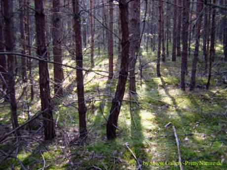 Herbstwald - Petra PStarosky -  auf  - Array - 