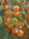 Tomatenstrauch -  Heike - Aquarell auf Papier - Sonstiges - 