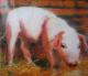 Little Piggy -  Nalin - Ãl auf Leinwand-Papier - Sonstiges - 