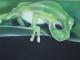 glasfrosch - AndrÃ© Kluge -ART - Mischtechnik-Airbrush auf Leinwand - Sonstiges - 