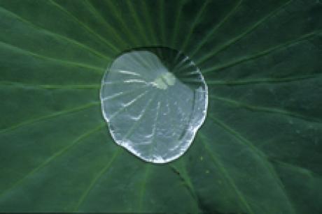 LOTUS I - Jolin - auf Array - Array - LOTUS I - Jolin - auf Array - Array -