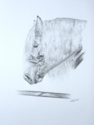 Draft Horse - Sabrina Thiel - Array auf - - Draft Horse - Sabrina Thiel - Array auf - -