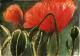 Mohn (1999) Helmut Herzog - Helmut Herzog - Aquarell-Tinte-Tusche auf Papier - Sonstiges-Mohn - 