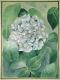 Hortensie (2004) Christine Becker - Christine Becker - Tinte-Tusche auf Papier - Sonstiges - 