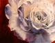 White Rose (2004) Laleh Bastian - Laleh Bastian - Ãl auf Leinwand - Sonstiges-Rosen - 