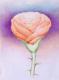 Rose 3 (2006) - Artur Marta - Pastell auf Papier - Sonstiges-Rosen - 