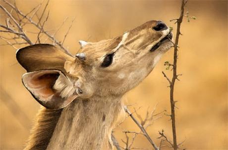 Hirsch - Cor Heijnen - Array auf  - Array - 
