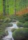 Waldbach