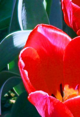 Yours flowers in my eyes #5 - Lucyna, Lima Machowska - Array auf Array - Array - Yours flowers in my eyes #5 - Lucyna, Lima Machowska - Array auf Array - Array -