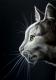 Katze Katze