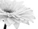 GERBERA SW - Annett Tropschug - - auf  - Botanik - 