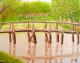 Alte HolzbrÃ¼cke am Fluss - Ivan Varga - Ãl auf Leinwand - KÃ¼ste-FluÃ-Wald-Wiese-Sommer-Sonne - Klassisch-Realismus