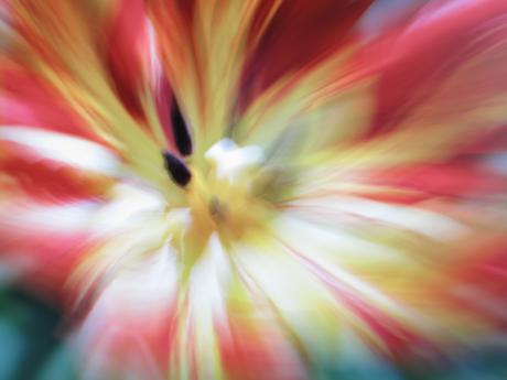 flower - Alexander Lehnert -  auf  - Array - 