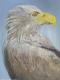 Seeadler