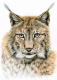 Der Luchs