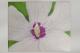 BlÃ¼te - CHR_15 chr_15 - Acryl-Airbrush-Mischtechnik-Sonstiges auf Leinwand - Blumen-Sonstiges-Stillleben - 