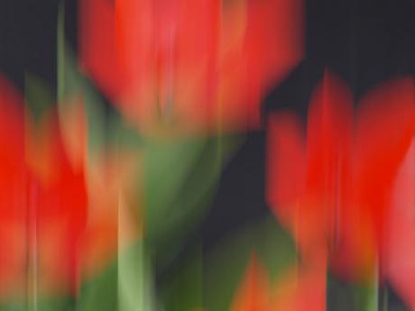 Tulpenrot - Walter J. Pilsak - auf - Array - Tulpenrot - Walter J. Pilsak - auf - Array -