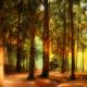 Zauberwald--- Zauberwald---
