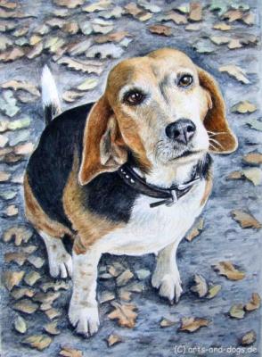 Beagle im Herbst - Nicole Zeug - Array auf  - Array - 