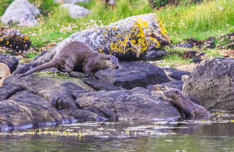 Otter - Farbschatten Fotografie -  auf  - Array - 