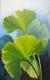 Ginkgo grÃ¼n - ingrid wenz-gahler - Acryl auf  - Botanik - 