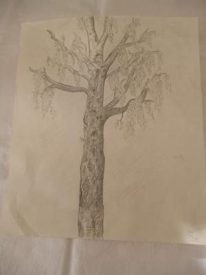 Birke im Schattenlicht - Beatrice Licht - Array auf - Array - Birke im Schattenlicht - Beatrice Licht - Array auf - Array -