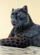 Panther Jaguar - Nicole Zeug - Pastell auf  - Tiere - 