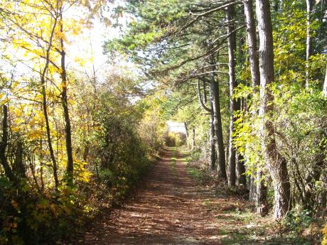 ---Perl (Saarland) Wald - Sandra Schmit - auf - - ---Perl (Saarland) Wald - Sandra Schmit - auf - -