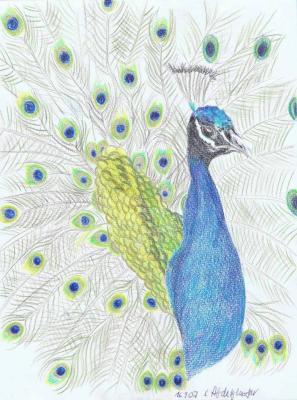 Majestätischer Pfau - Claudia Lüthi - Array auf - Array - Array Majestätischer Pfau - Claudia Lüthi - Array auf - Array - Array