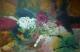 Give Me Roses Give Me Roses